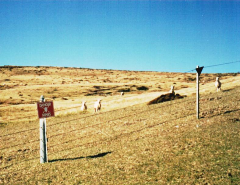 Sheep in a Falklands minefield