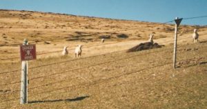 Sheep in minefield